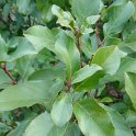 Rhamnus californica P2B